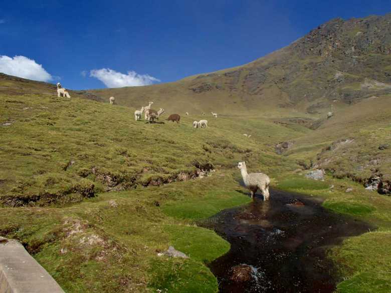 Machu Picchu Tours - Trek Lares valle