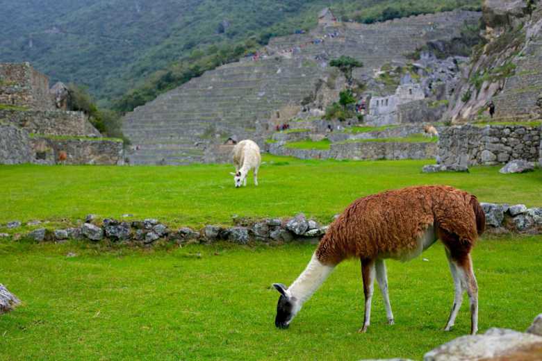 Paquetes Turisticos Cusco Machu Picchu